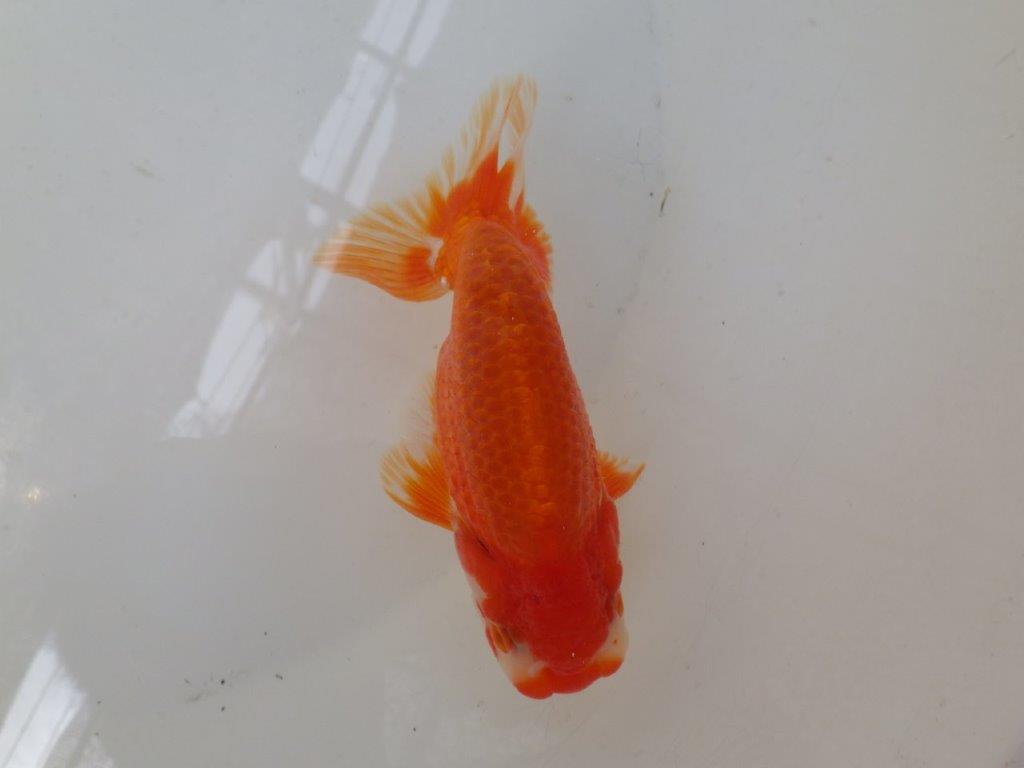 【なおちん金魚氏】背が綺麗で水槽映え二歳らんちゅう約13㎝オス