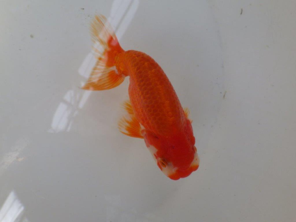 【なおちん金魚氏】背が綺麗で水槽映え二歳らんちゅう約13㎝オス