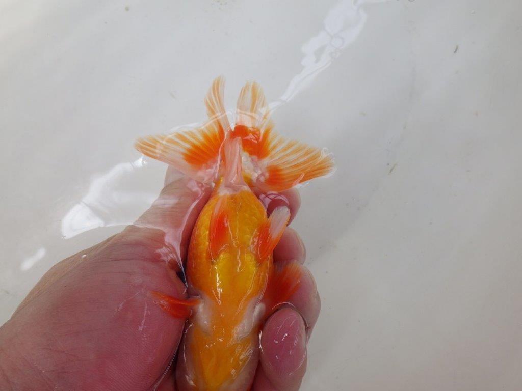 【なおちん金魚氏】背が綺麗で水槽映え二歳らんちゅう約13㎝オス