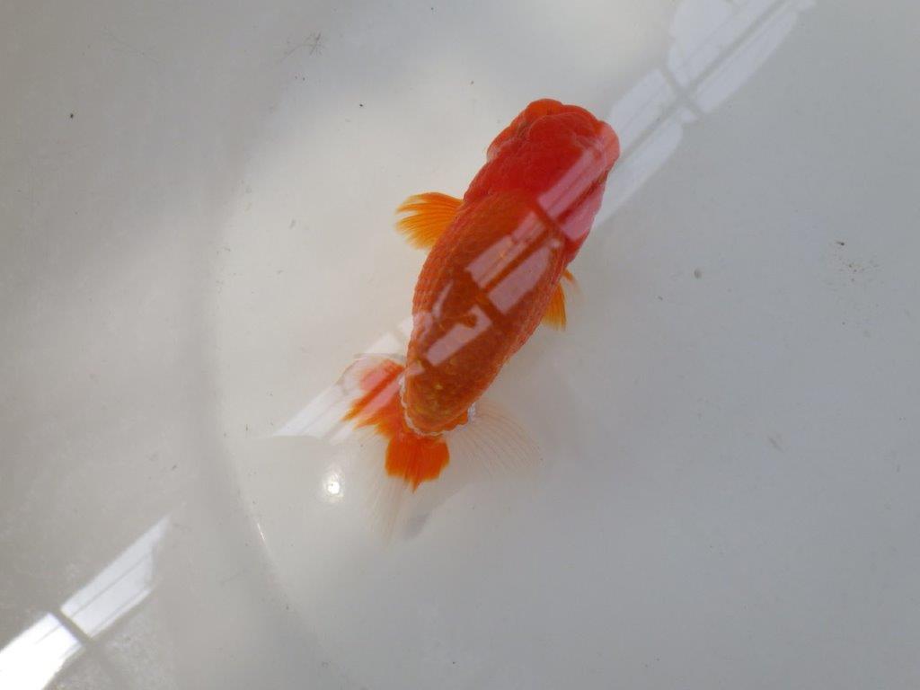 【なおちん金魚氏】ご鑑賞お勧め二歳らんちゅう約12,5㎝オス