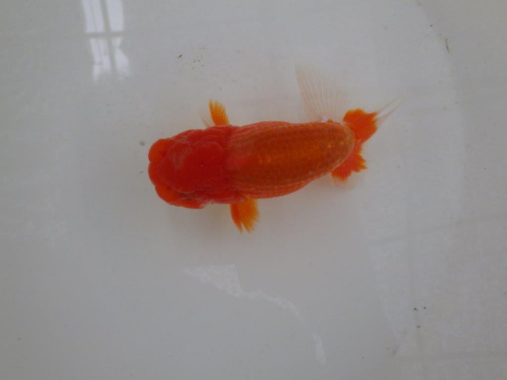 【なおちん金魚氏】ご鑑賞お勧め二歳らんちゅう約12,5㎝オス