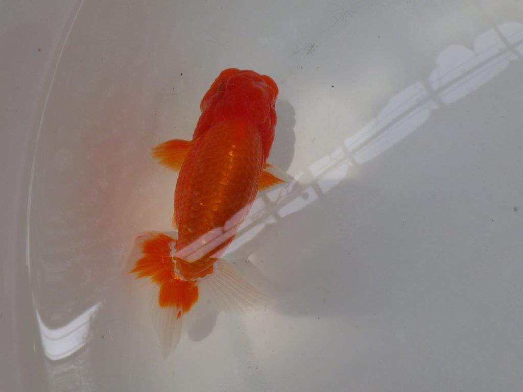 【なおちん金魚氏】ご鑑賞お勧め二歳らんちゅう約12,5㎝オス