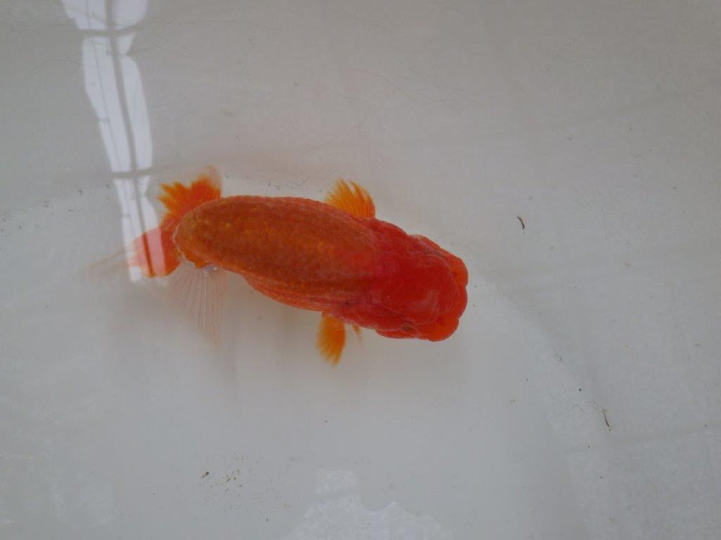 【なおちん金魚氏】ご鑑賞お勧め二歳らんちゅう約12,5㎝オス