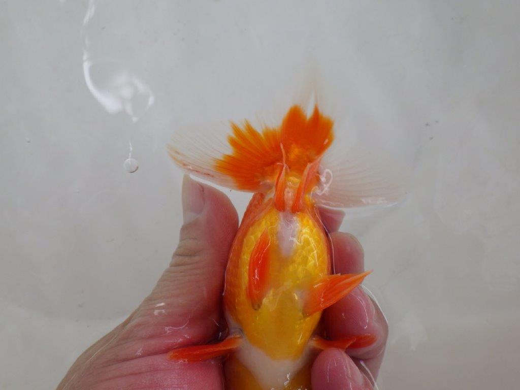 【なおちん金魚氏】ご鑑賞お勧め二歳らんちゅう約12,5㎝オス
