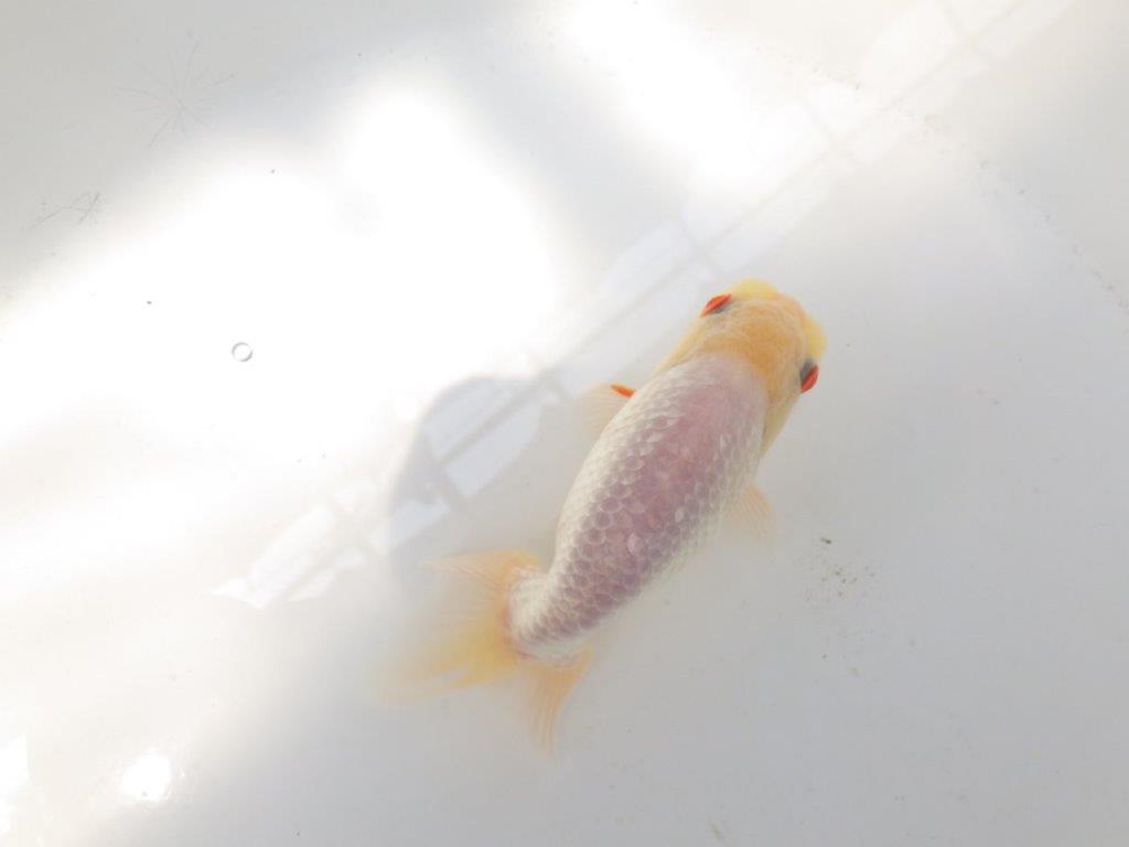 【なおちん金魚氏】レア!背のラインが綺麗な白!二歳らんちゅう約12㎝オス