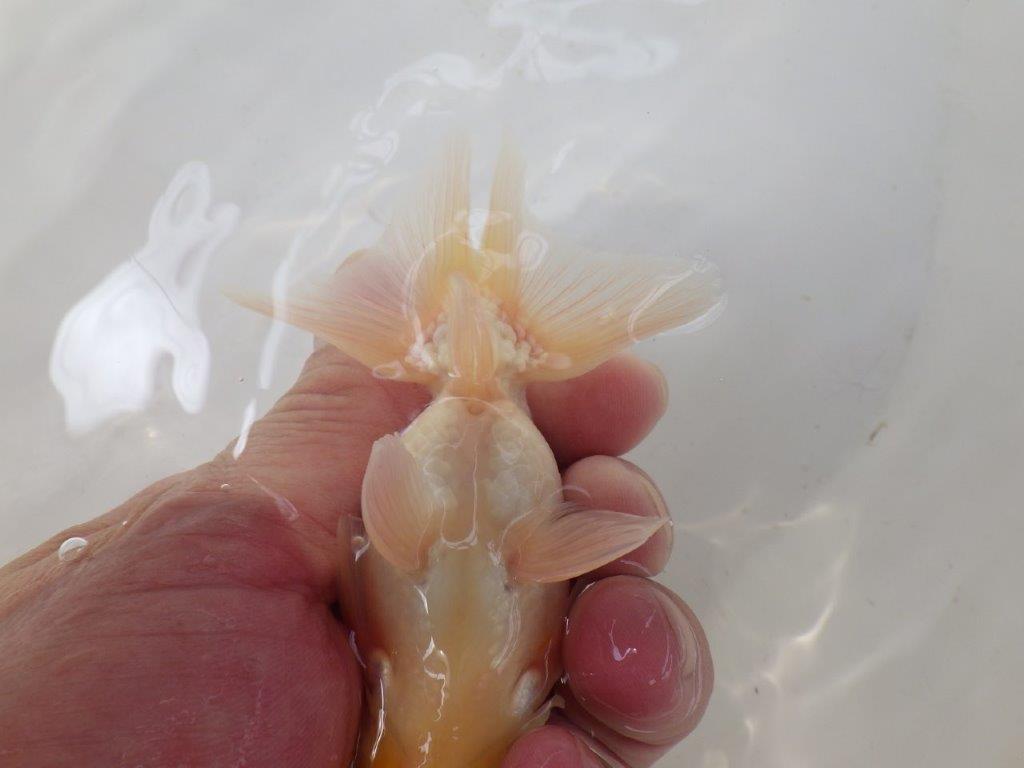 【なおちん金魚氏】レア!背のラインが綺麗な白!二歳らんちゅう約12㎝オス