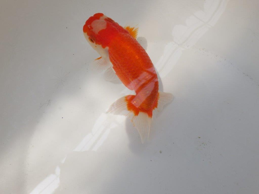 【なおちん金魚氏】大きめサイズの横見が楽しめる二歳らんちゅう約14,5㎝メス？