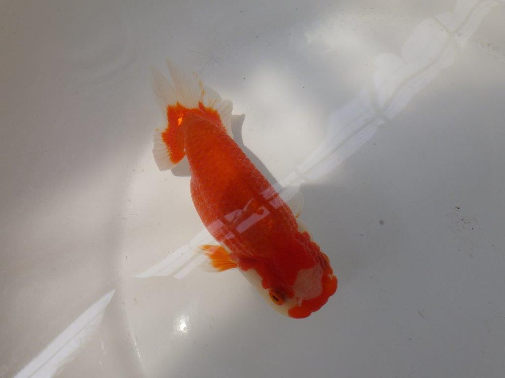 【なおちん金魚氏】大きめサイズの横見が楽しめる二歳らんちゅう約14,5㎝メス？