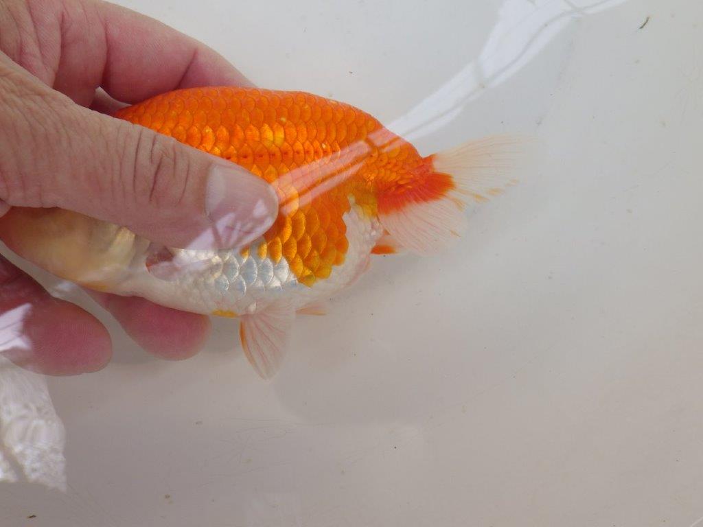 【なおちん金魚氏】大きめサイズの横見が楽しめる二歳らんちゅう約14,5㎝メス？