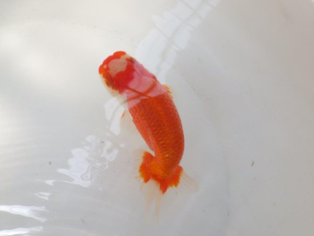 【なおちん金魚氏】大きめサイズの横見が楽しめる二歳らんちゅう約14,5㎝メス？