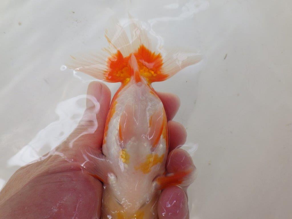 【なおちん金魚氏】大きめサイズの横見が楽しめる二歳らんちゅう約14,5㎝メス？