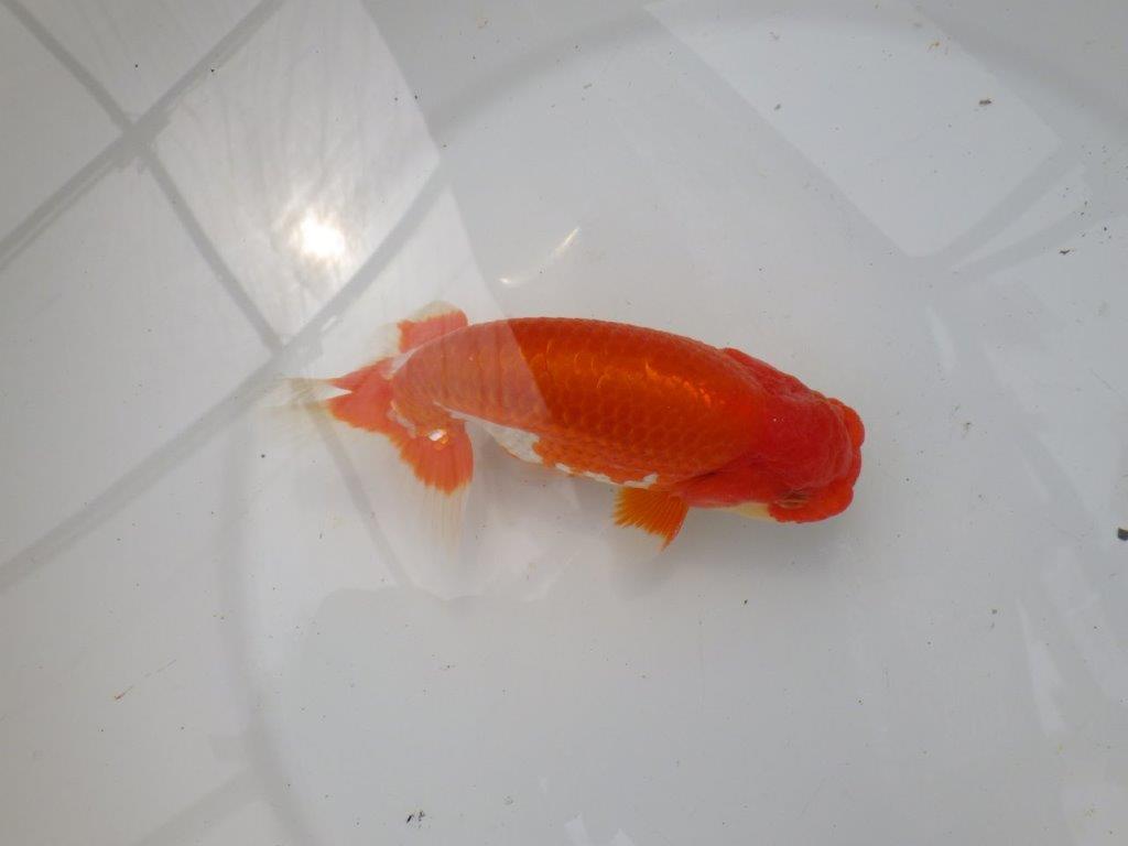 【なおちん金魚氏】素晴らしい尾型・尾構えの二歳らんちゅう約15㎝オス