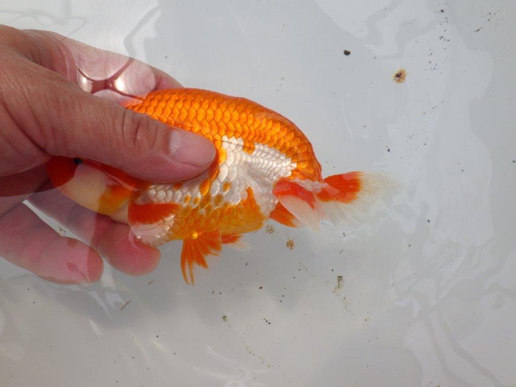 【なおちん金魚氏】素晴らしい尾型・尾構えの二歳らんちゅう約15㎝オス