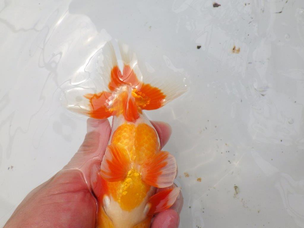 【なおちん金魚氏】素晴らしい尾型・尾構えの二歳らんちゅう約15㎝オス