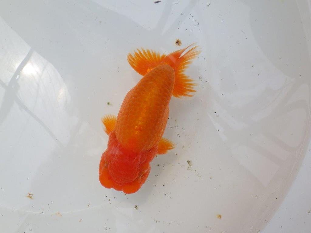【なおちん金魚氏】幅がありしっかりした体系の二歳らんちゅう約15㎝オスの上身