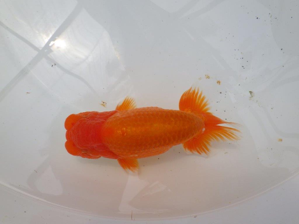 【なおちん金魚氏】幅がありしっかりした体系の二歳らんちゅう約15㎝オス