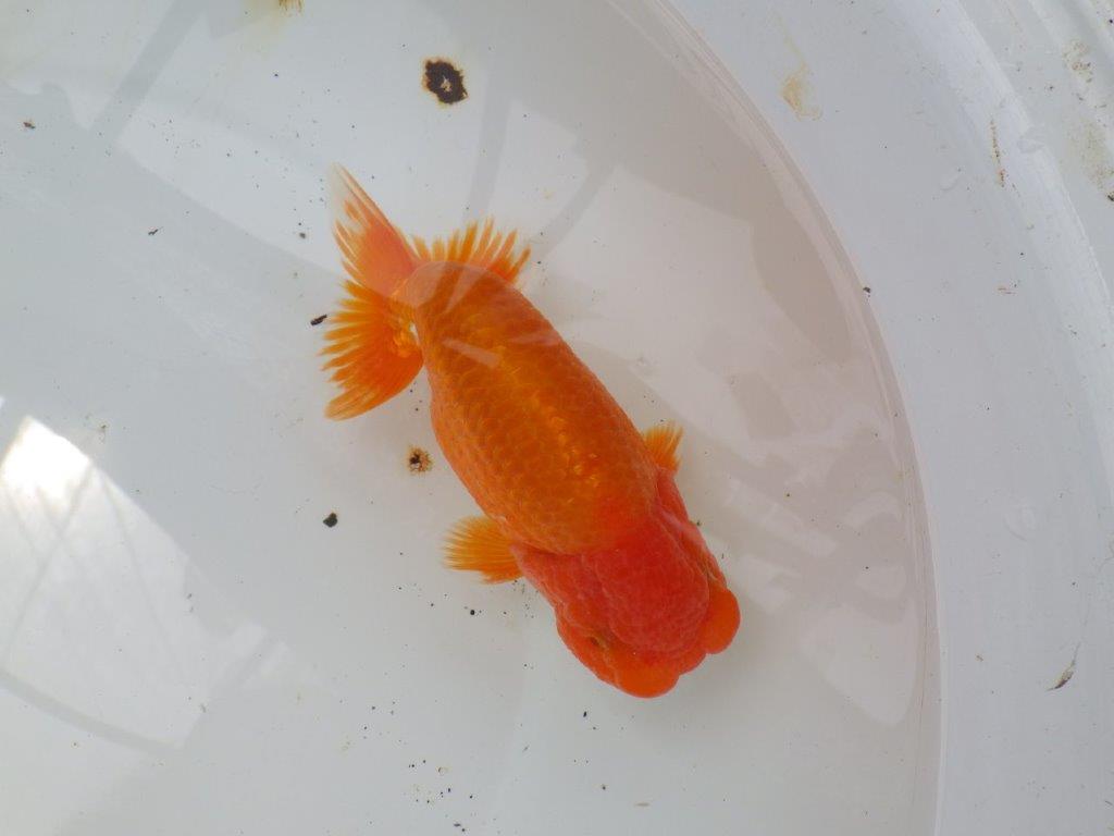 【なおちん金魚氏】幅がありしっかりした体系の二歳らんちゅう約15㎝オス