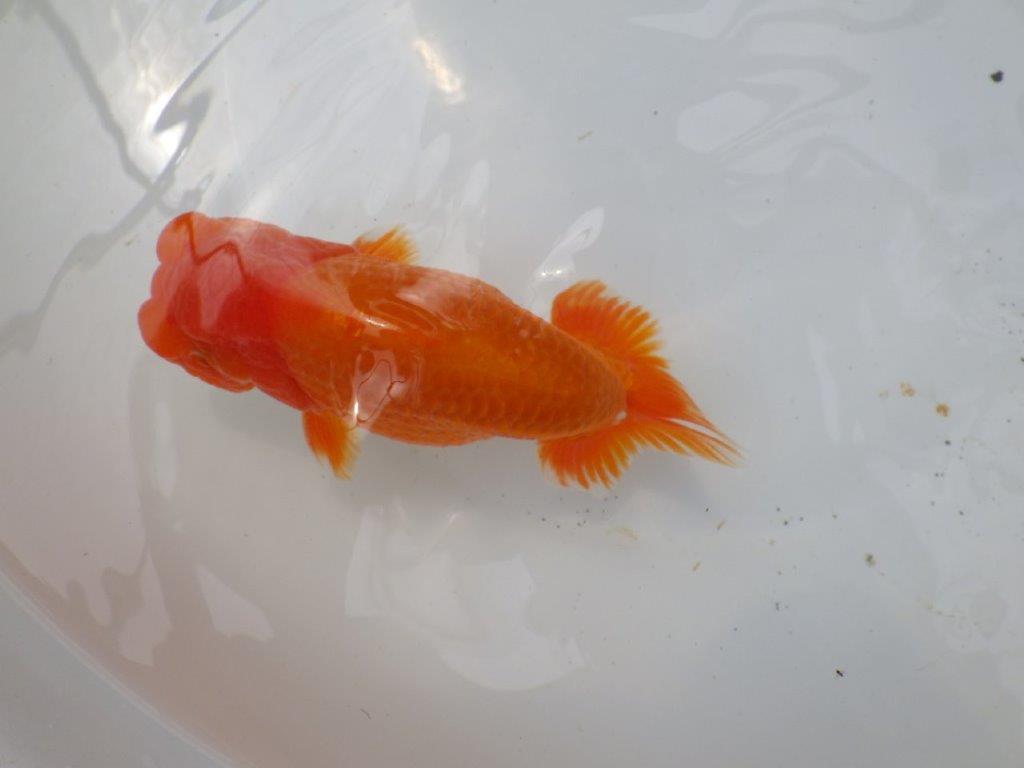 【なおちん金魚氏】幅がありしっかりした体系の二歳らんちゅう約15㎝オス