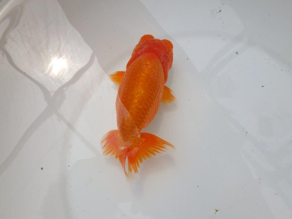 【なおちん金魚氏】幅がありしっかりした体系の二歳らんちゅう約15㎝オス