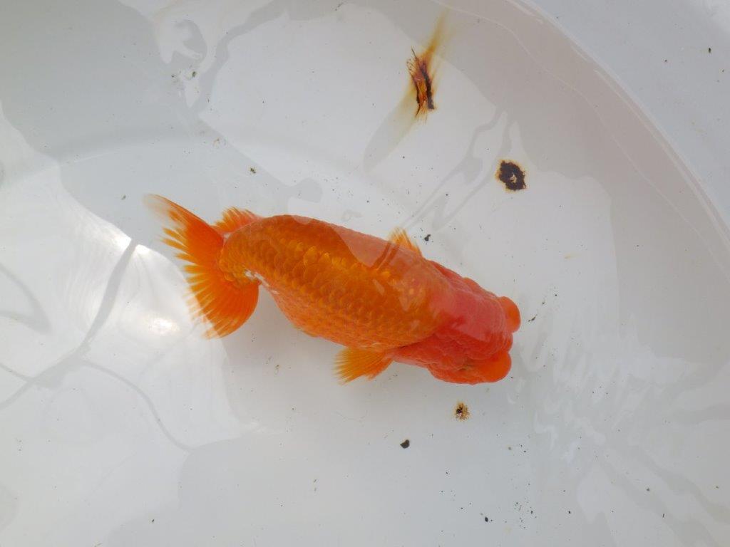 【なおちん金魚氏】幅がありしっかりした体系の二歳らんちゅう約15㎝オス