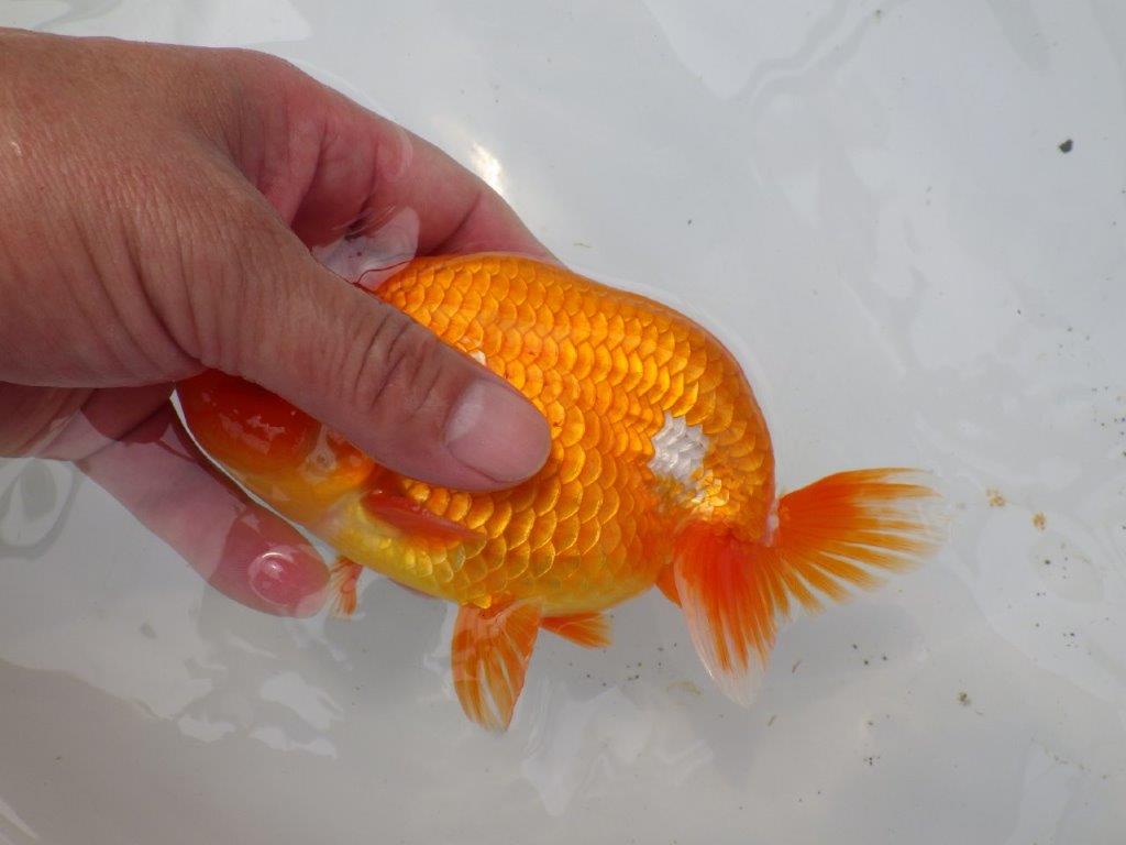 【なおちん金魚氏】幅がありしっかりした体系の二歳らんちゅう約15㎝オス