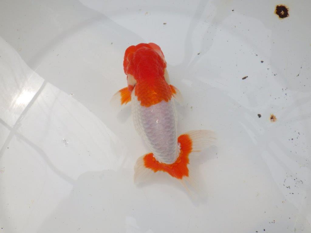 【なおちん金魚氏】メンカブリ系の美しい柄が楽しめる二歳らんちゅう約14,5㎝オス