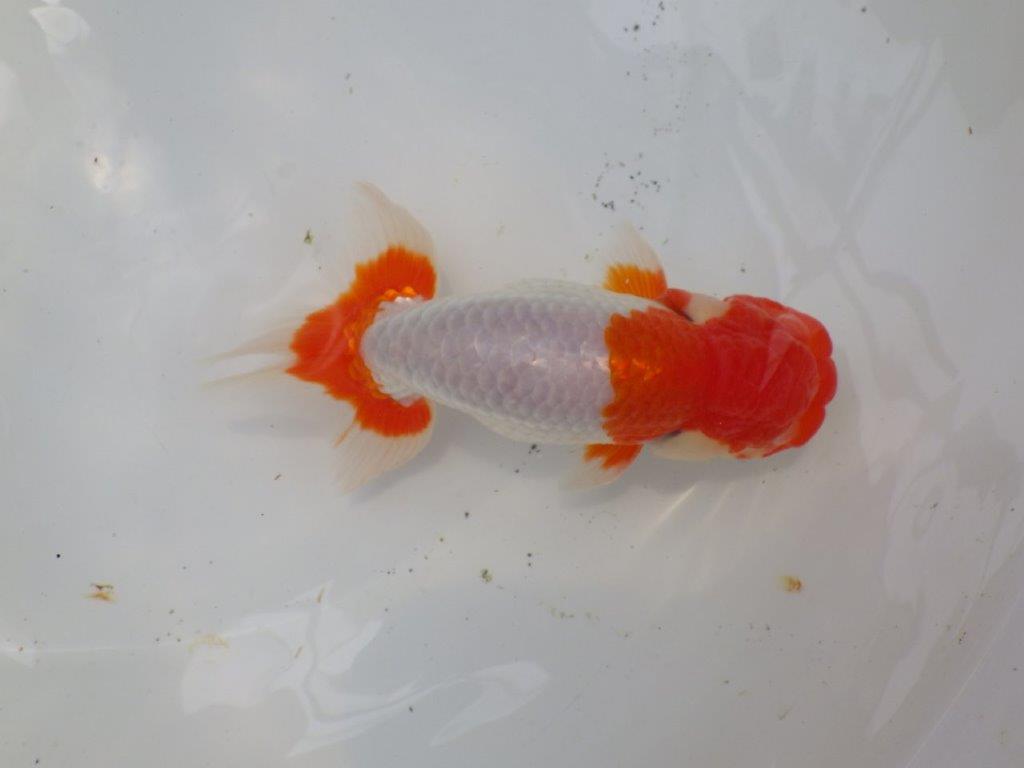 【なおちん金魚氏】メンカブリ系の美しい柄が楽しめる二歳らんちゅう約14,5㎝オス