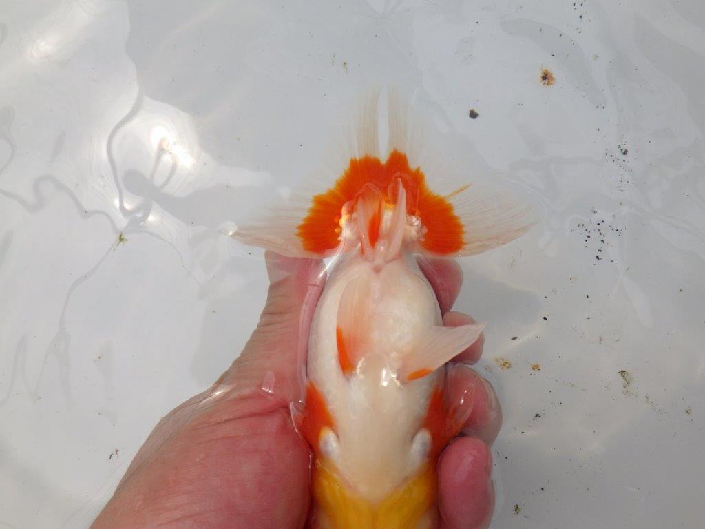 【なおちん金魚氏】メンカブリ系の美しい柄が楽しめる二歳らんちゅう約14,5㎝オス