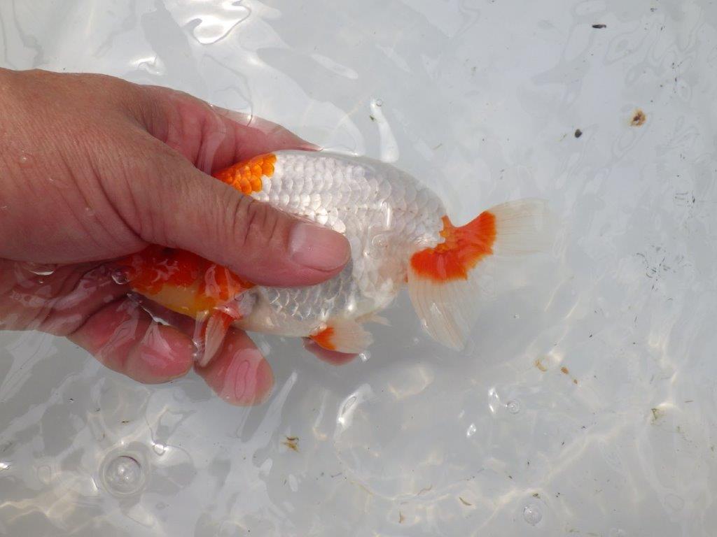 【なおちん金魚氏】メンカブリ系の美しい柄が楽しめる二歳らんちゅう約14,5㎝オス