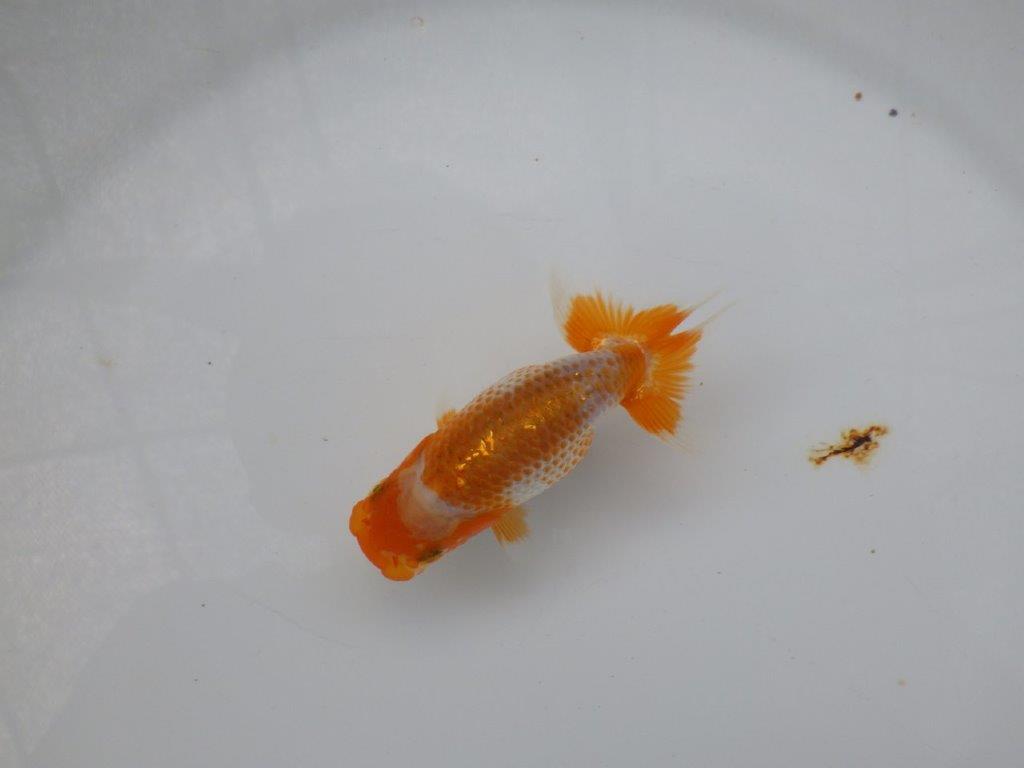 【 超レア系統！】飼い込みお勧めの更紗らんちゅう　約10ｃｍ　岡山、高尾氏系統