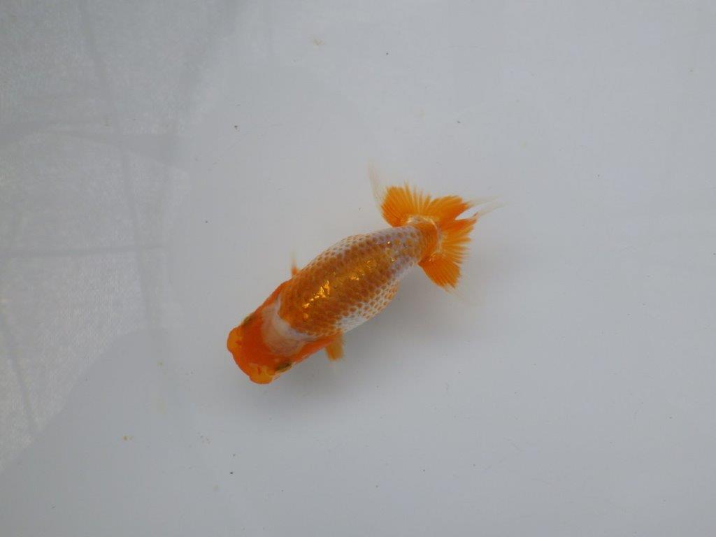 【 超レア系統！】飼い込みお勧めの更紗らんちゅう　約10ｃｍ　岡山、高尾氏系統の上身