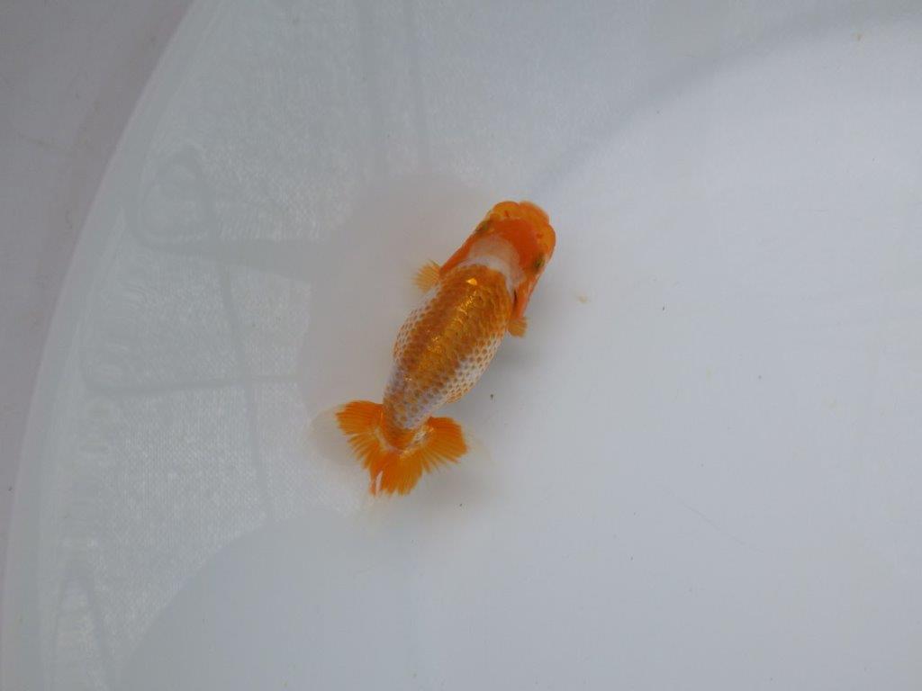 【 超レア系統！】飼い込みお勧めの更紗らんちゅう　約10ｃｍ　岡山、高尾氏系統