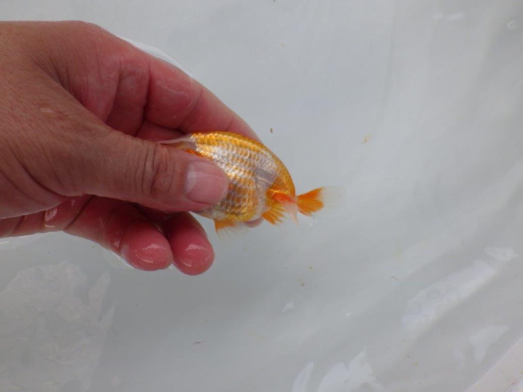 【 超レア系統！】飼い込みお勧めの更紗らんちゅう　約10ｃｍ　岡山、高尾氏系統