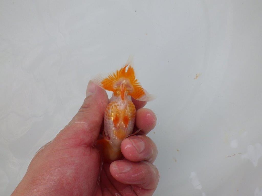 【 超レア系統！】飼い込みお勧めの更紗らんちゅう　約10ｃｍ　岡山、高尾氏系統