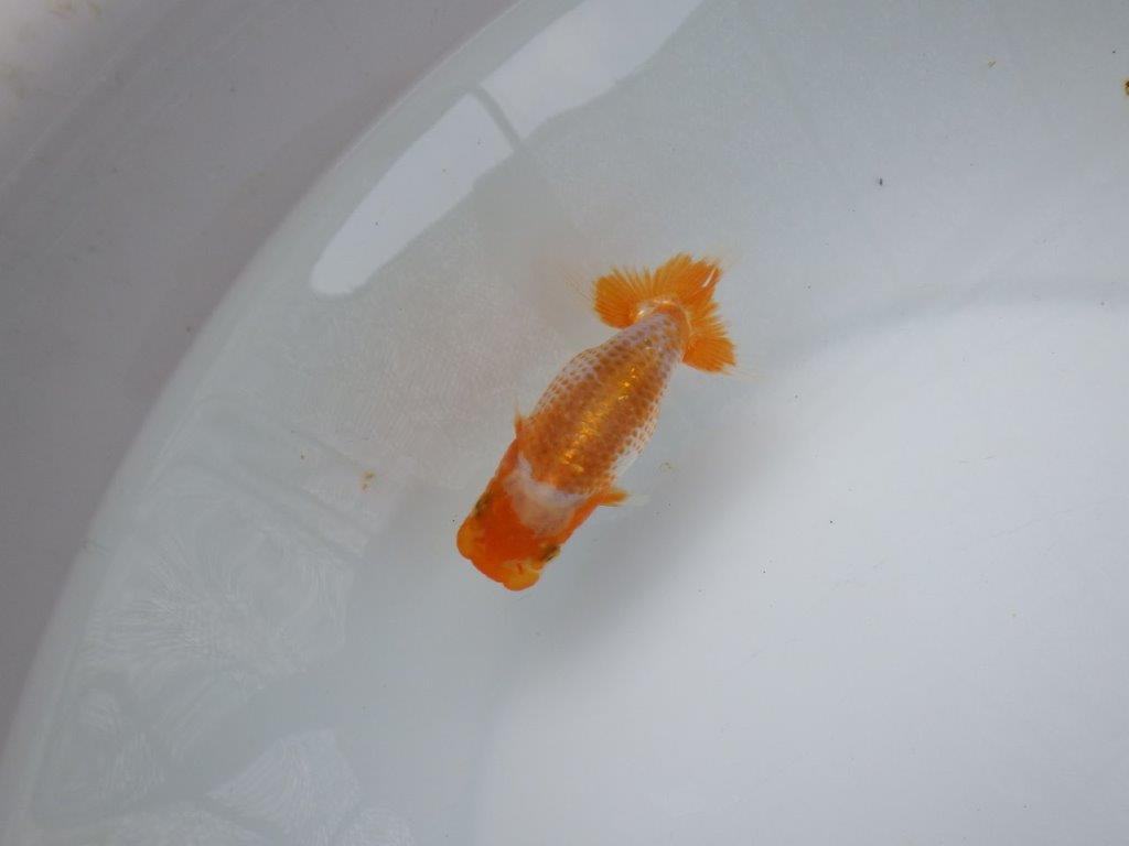 【 超レア系統！】飼い込みお勧めの更紗らんちゅう　約10ｃｍ　岡山、高尾氏系統