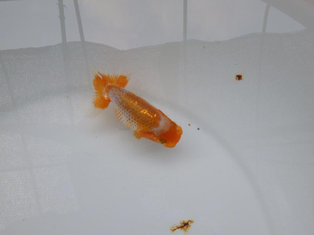 【 超レア系統！】飼い込みお勧めの更紗らんちゅう　約10ｃｍ　岡山、高尾氏系統
