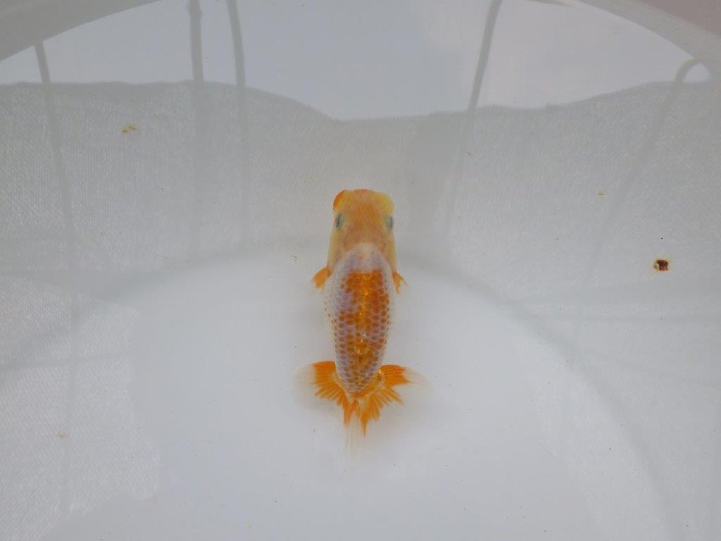 【 超レア系統！】目指せ品評大会！更紗らんちゅう　約10ｃｍ　岡山、高尾氏系統の上身
