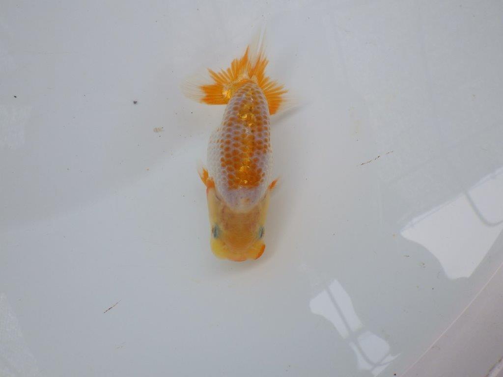 【 超レア系統！】目指せ品評大会！更紗らんちゅう　約10ｃｍ　岡山、高尾氏系統