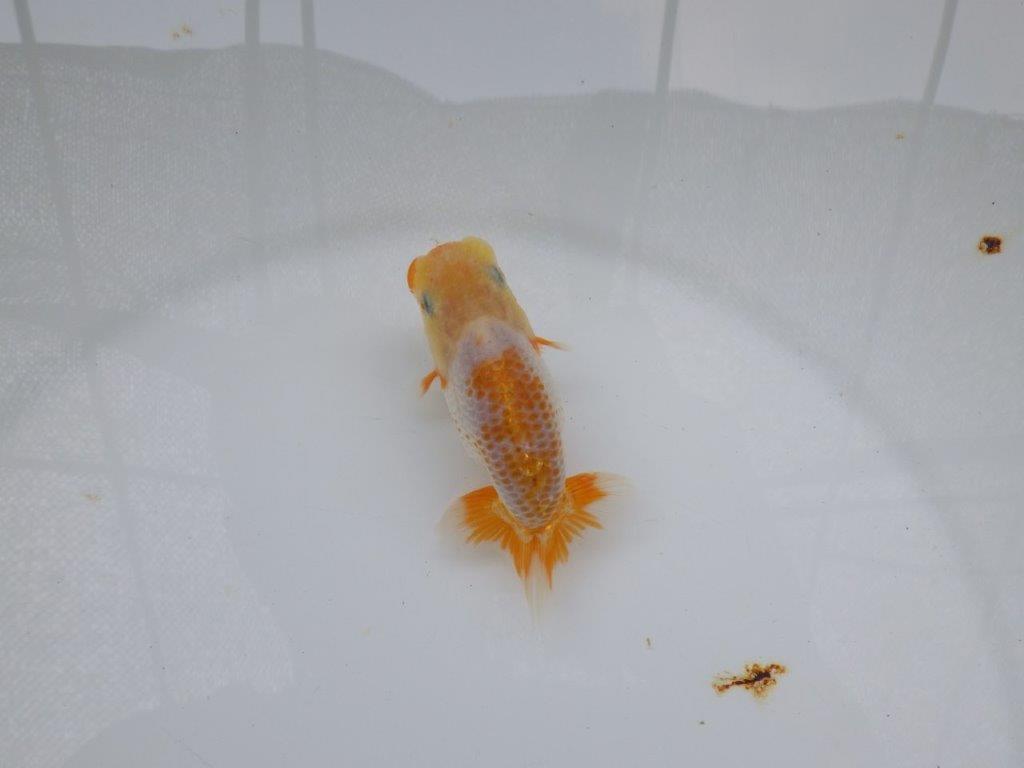 【 超レア系統！】目指せ品評大会！更紗らんちゅう　約10ｃｍ　岡山、高尾氏系統