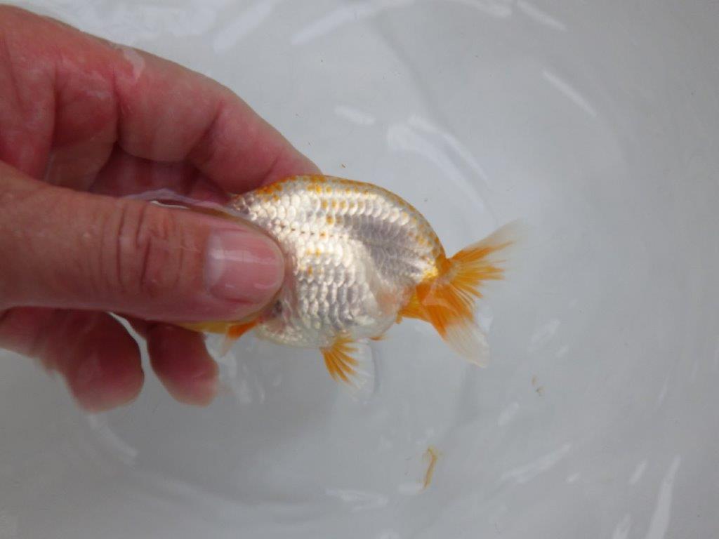 【 超レア系統！】目指せ品評大会！更紗らんちゅう　約10ｃｍ　岡山、高尾氏系統