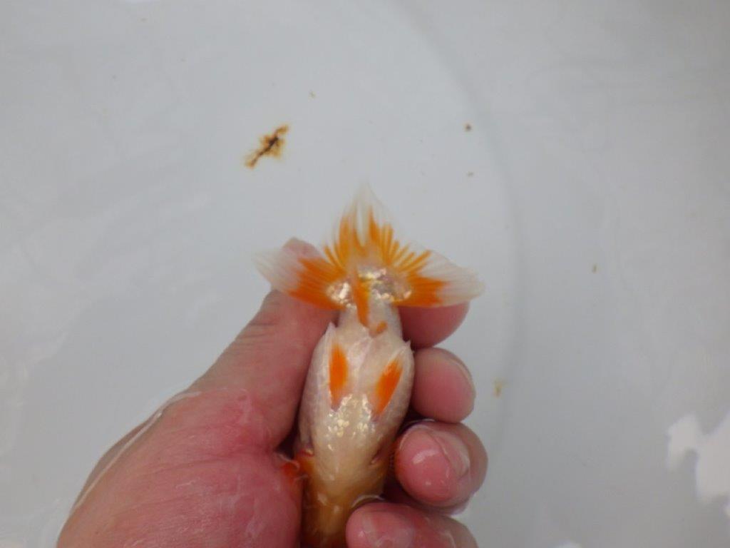 【 超レア系統！】目指せ品評大会！更紗らんちゅう　約10ｃｍ　岡山、高尾氏系統