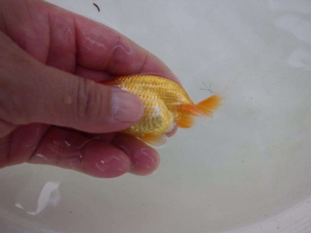 【全国大会東大関獲得ブリーダー 】頭の雰囲気が良くご鑑賞お勧め当歳らんちゅう約8,5㎝