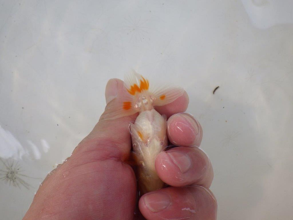 【全国大会東大関獲得ブリーダー 】背も綺麗!尾型が良く綺麗な当歳らんちゅう約8,5㎝