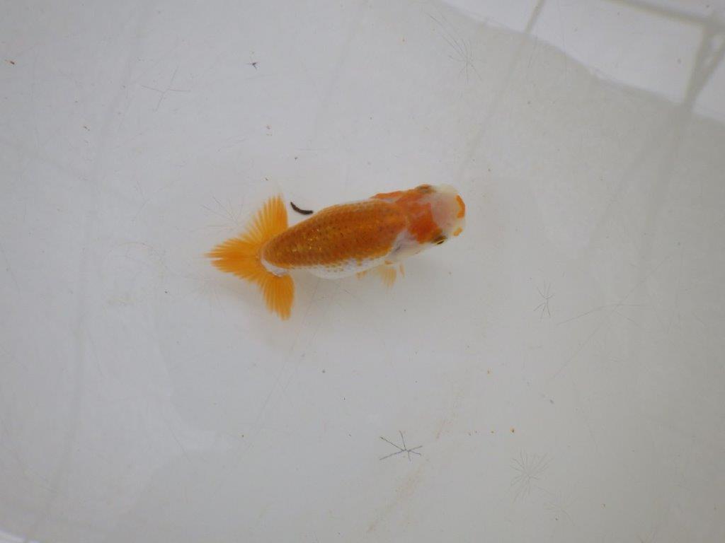 【全国大会東大関獲得ブリーダー 】綺麗な柄と背のラインが水槽映え当歳らんちゅう約8,5㎝