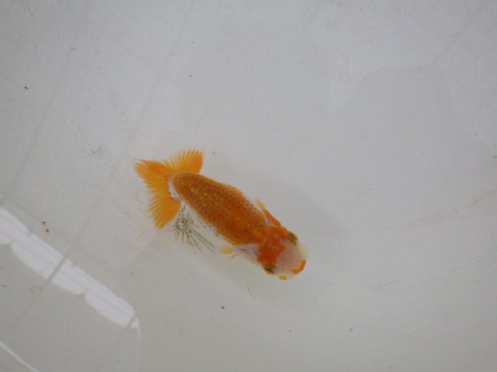 【全国大会東大関獲得ブリーダー 】綺麗な柄と背のラインが水槽映え当歳らんちゅう約8,5㎝