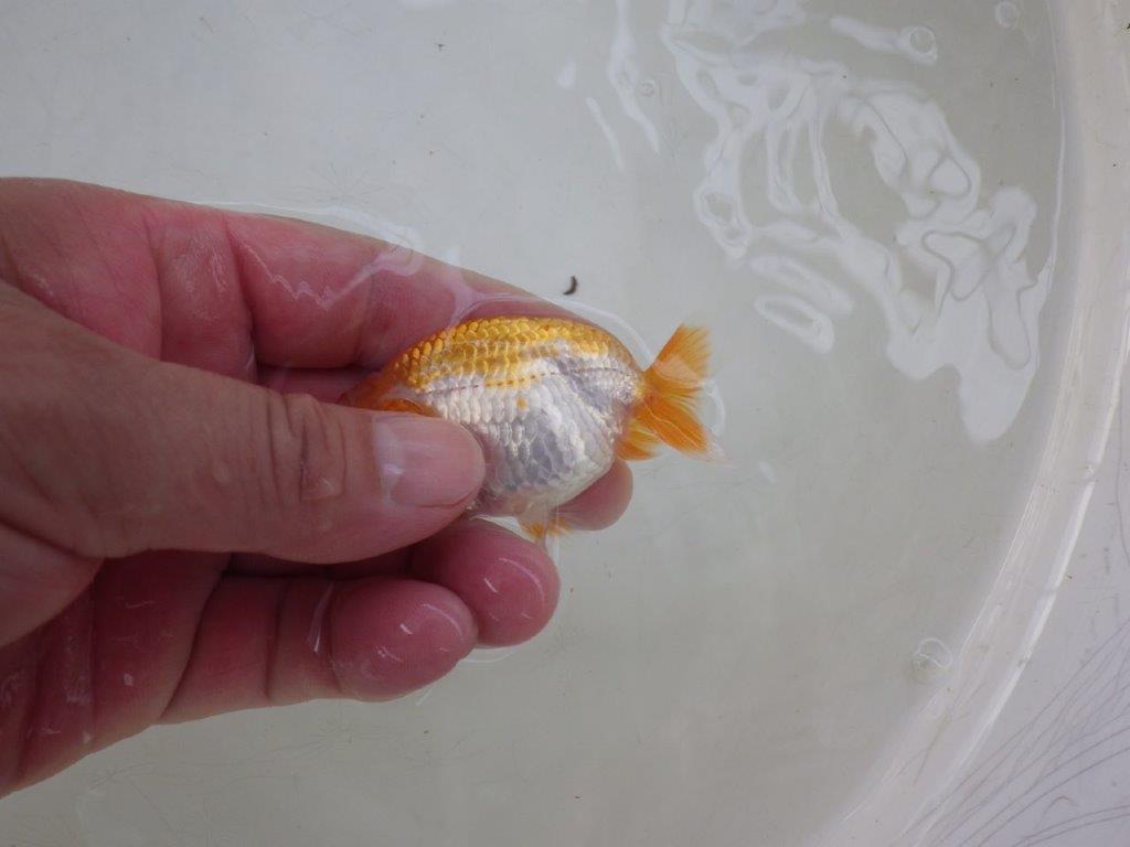 【全国大会東大関獲得ブリーダー 】綺麗な柄と背のラインが水槽映え当歳らんちゅう約8,5㎝