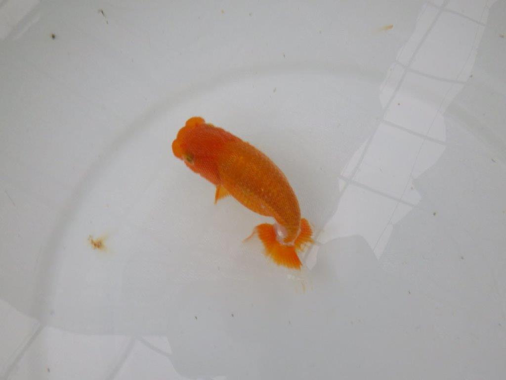 【管理魚】頭が良く背も綺麗な更紗らんちゅう　二歳魚　 　約11,5ｃｍ メス？