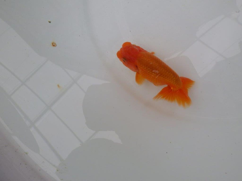 【管理魚】尾張りが良いらんちゅう　二歳魚　 　約10,5ｃｍ  オス？
