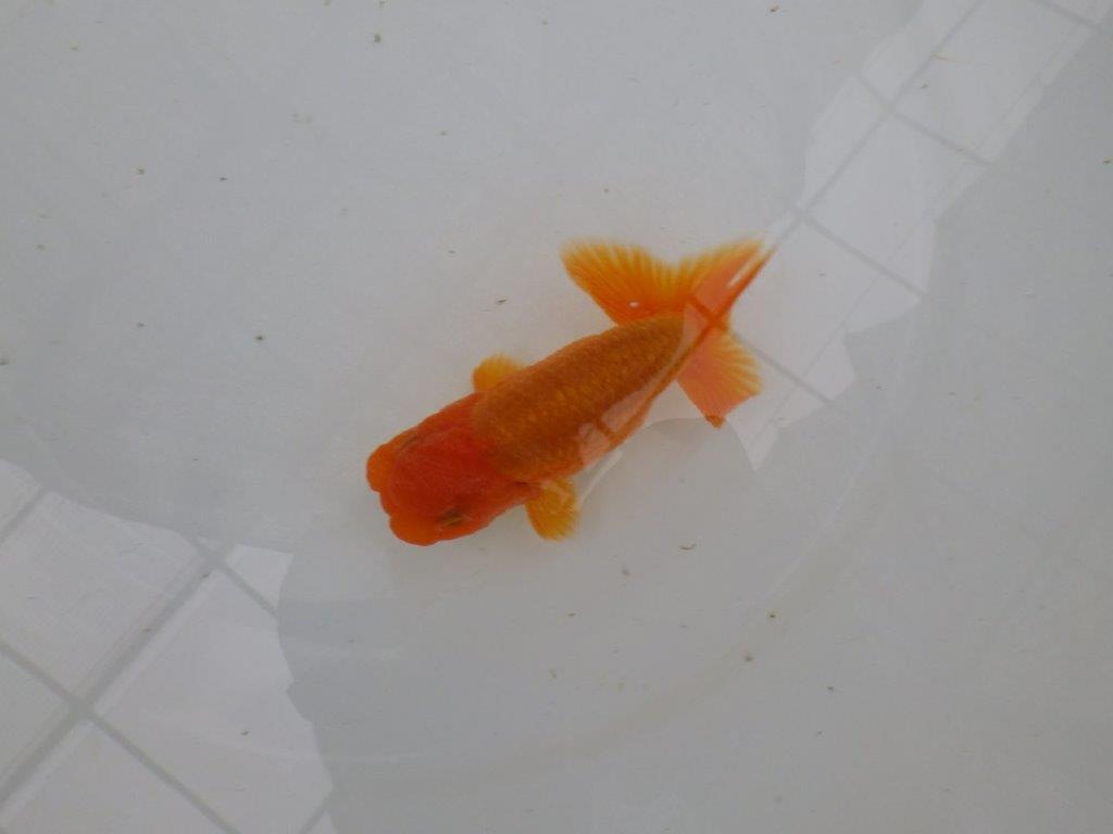 【管理魚】尾の構えが良く頭の雰囲気も良いらんちゅう　二歳魚　 　約11,5ｃｍ  オス？の上身