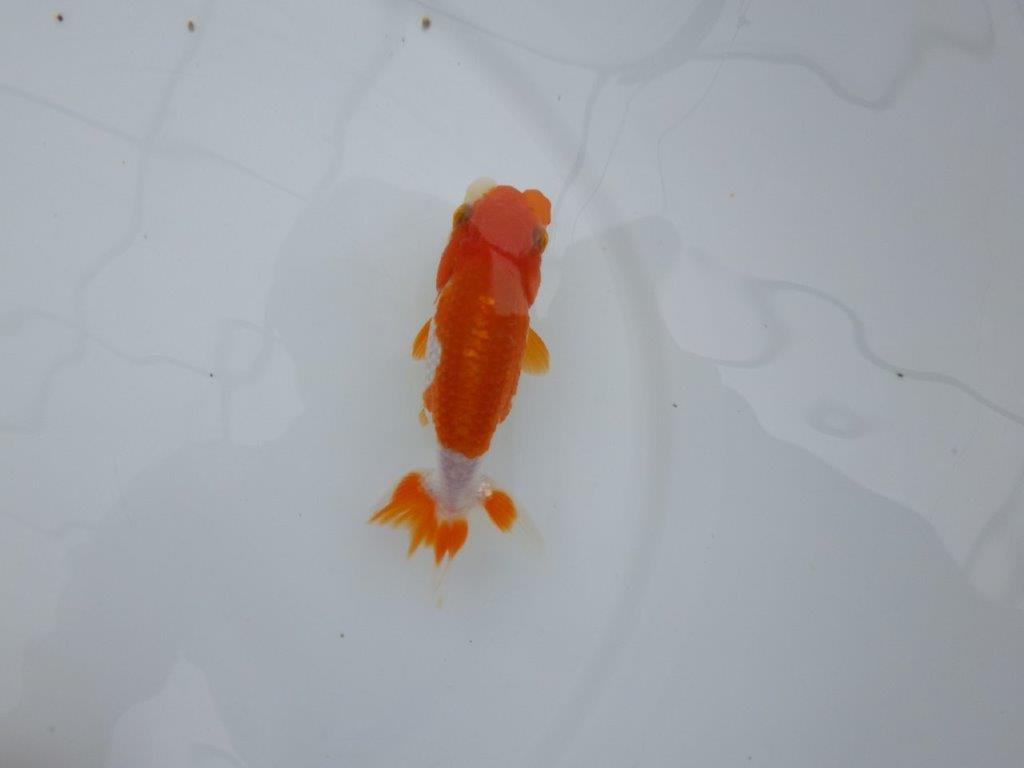 【管理魚】背腰の綺麗な更紗らんちゅう　二歳魚　 　約11,5ｃｍ  メス？の上身
